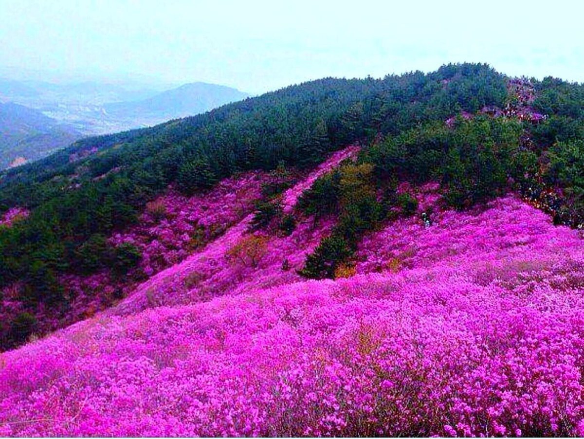 багульник болотный