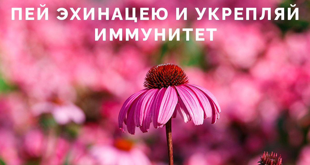 лечебные свойства