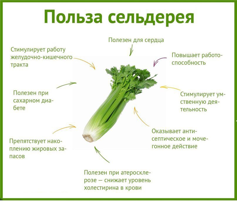 польза сельдерея
