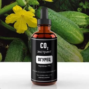 СО2 экстракт огурца (терпены 7%) (лат. Cucumis sativa)