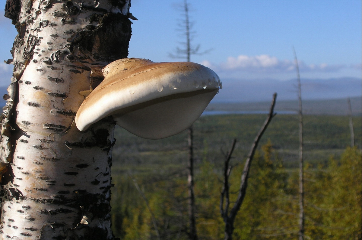 лечебные свойства